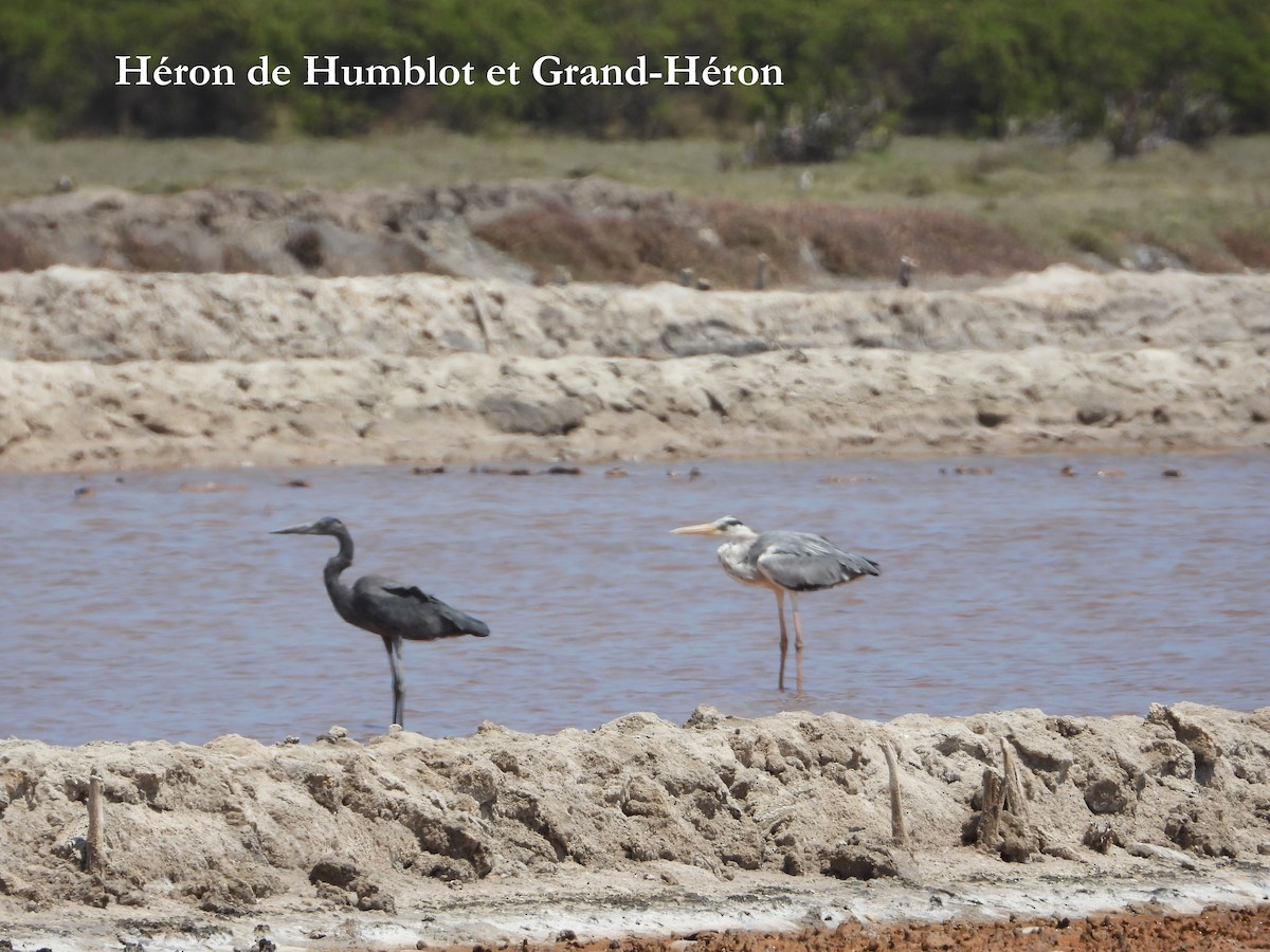 Humblot's Heron - ML630219081