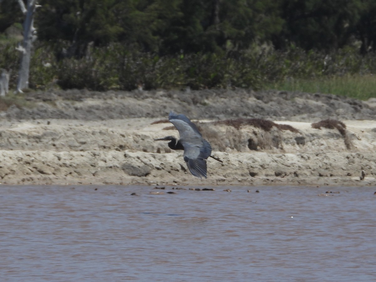 Humblot's Heron - ML630219103