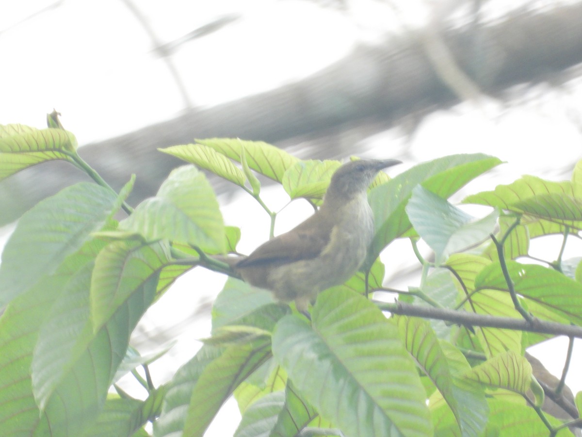 Gray Longbill - ML630219161