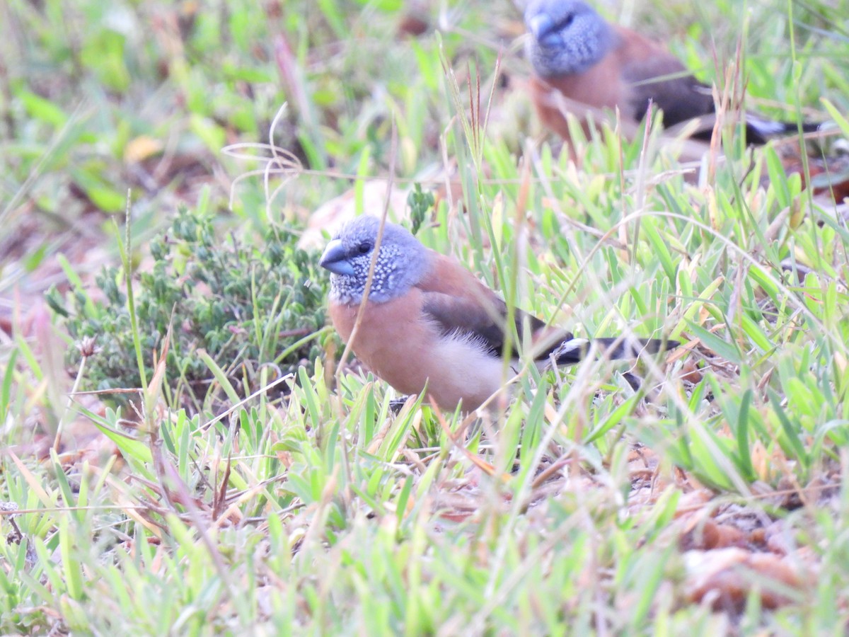 Gray-headed Silverbill - ML630219167