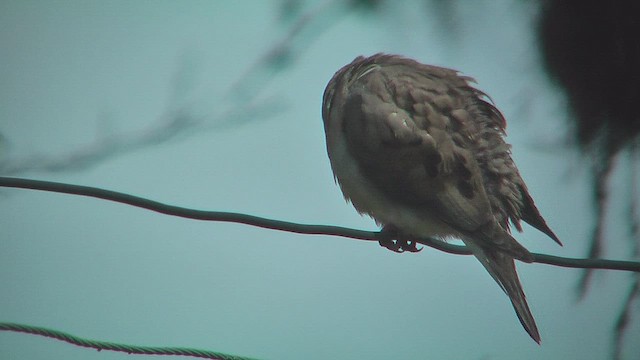 Ушастая горлица - ML630219169