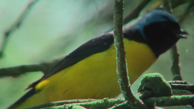 Golden-rumped Euphonia - ML630219176