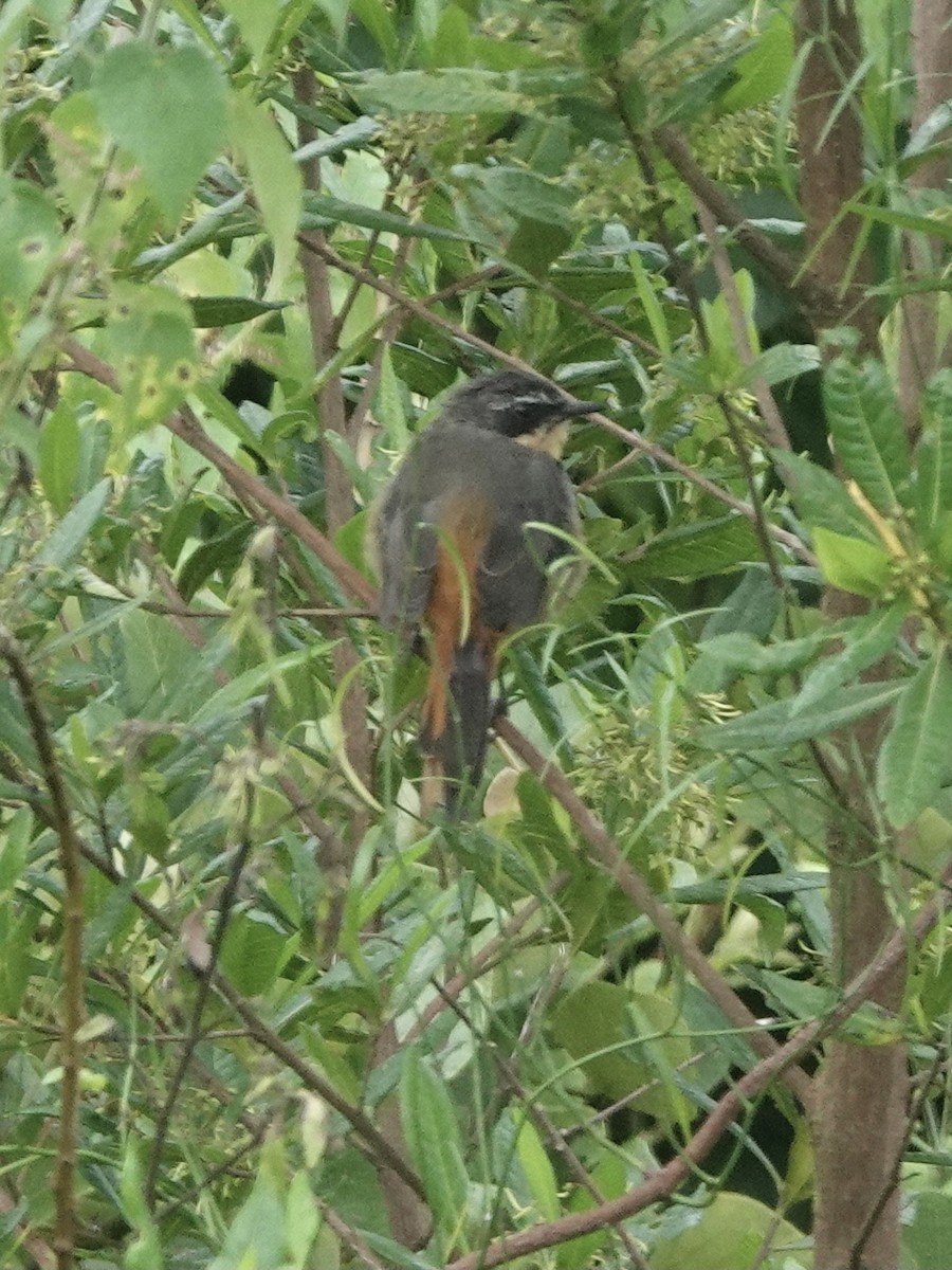 Olive-flanked Robin-Chat - ML630219222