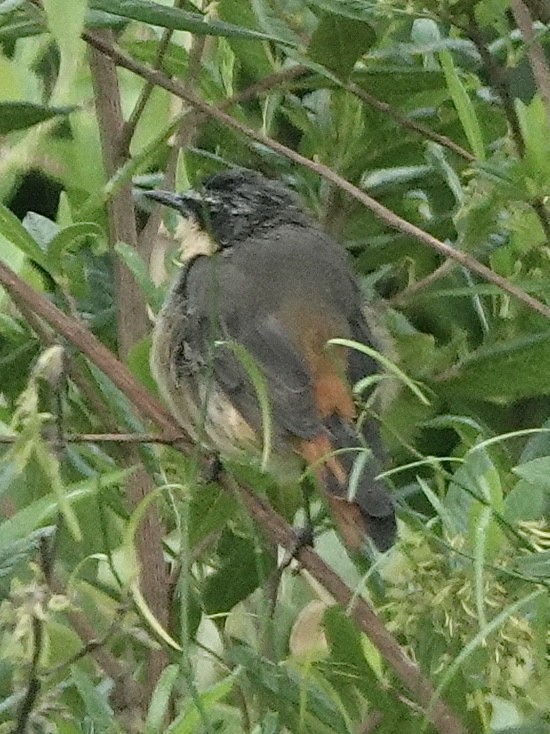 Olive-flanked Robin-Chat - ML630219223