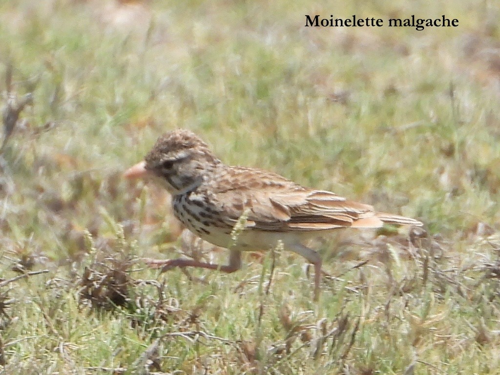 Moinelette malgache - ML630219256