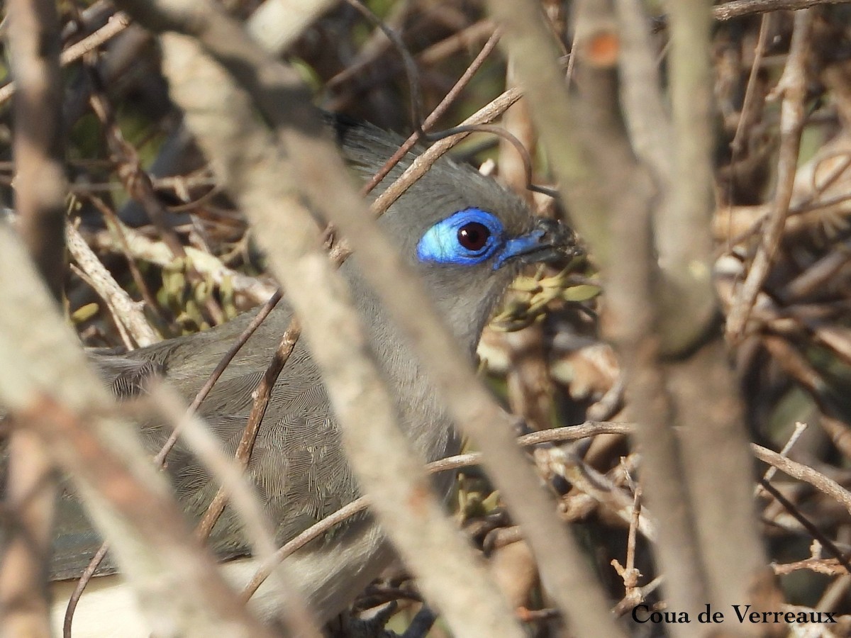 Verreaux's Coua - ML630219291