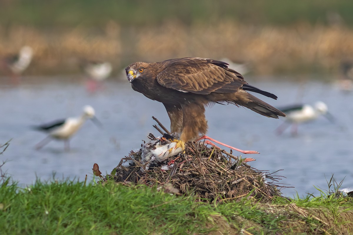 Booted Eagle - ML630219316