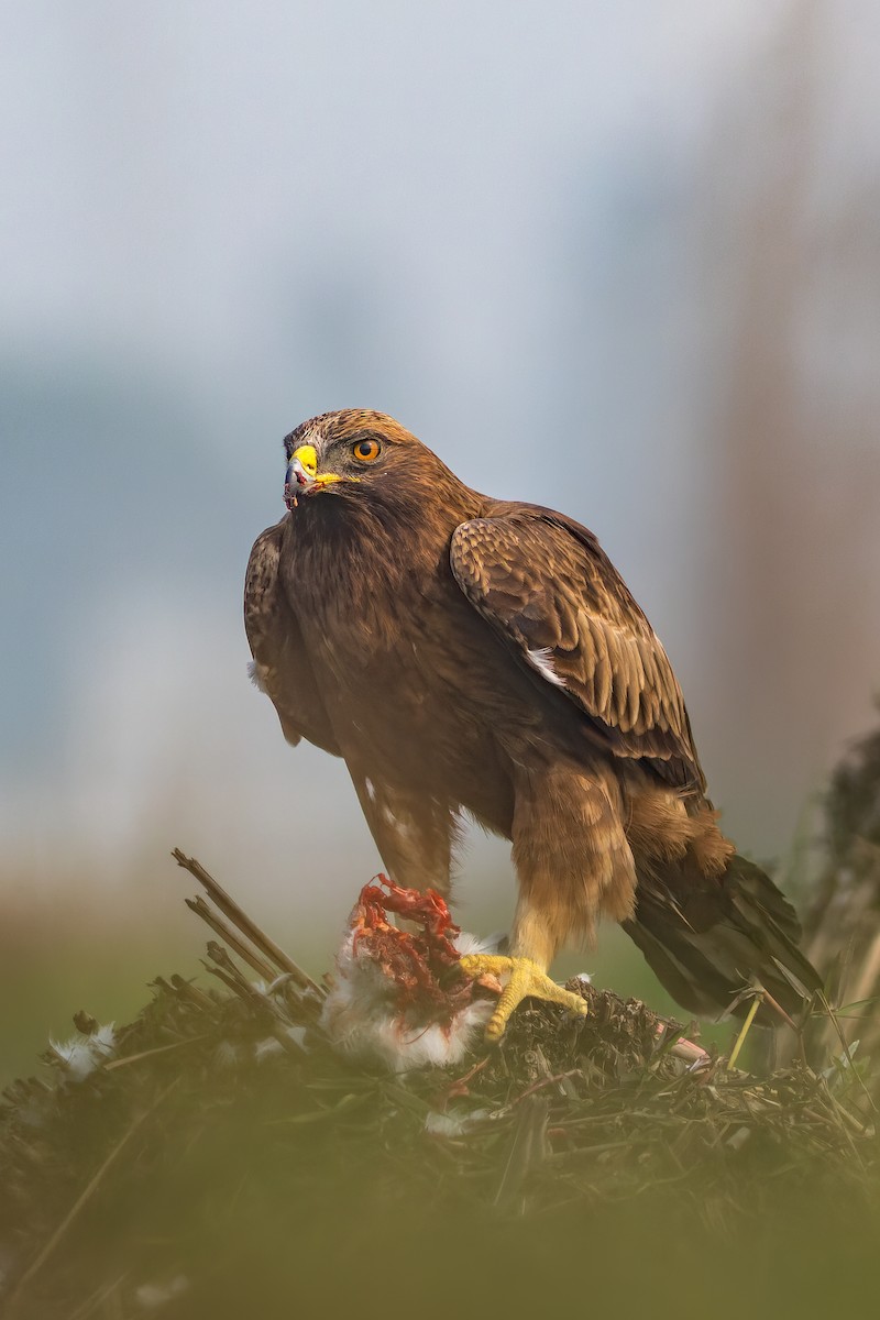 Booted Eagle - ML630219319