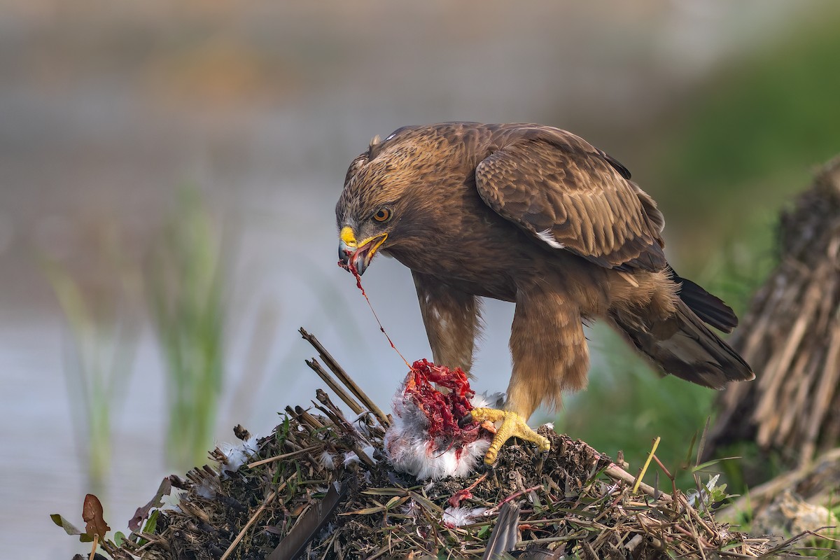 Booted Eagle - ML630219321