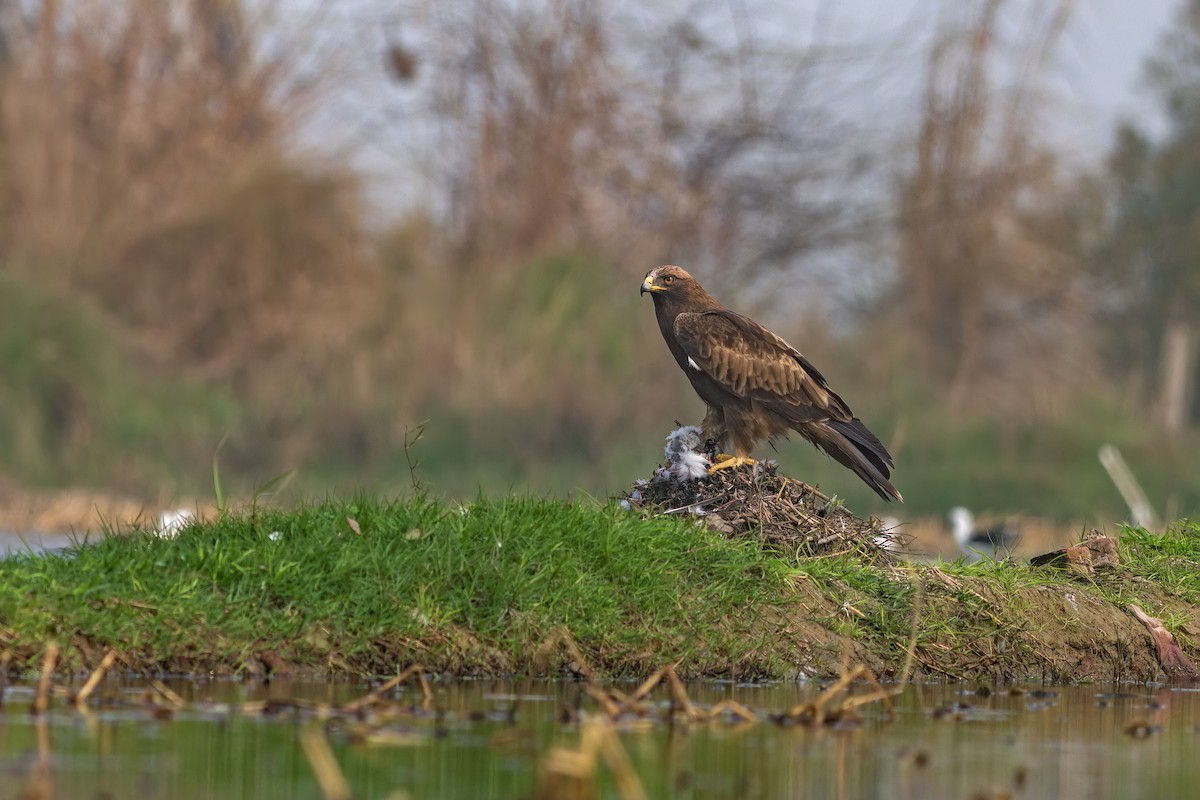 Booted Eagle - ML630219324