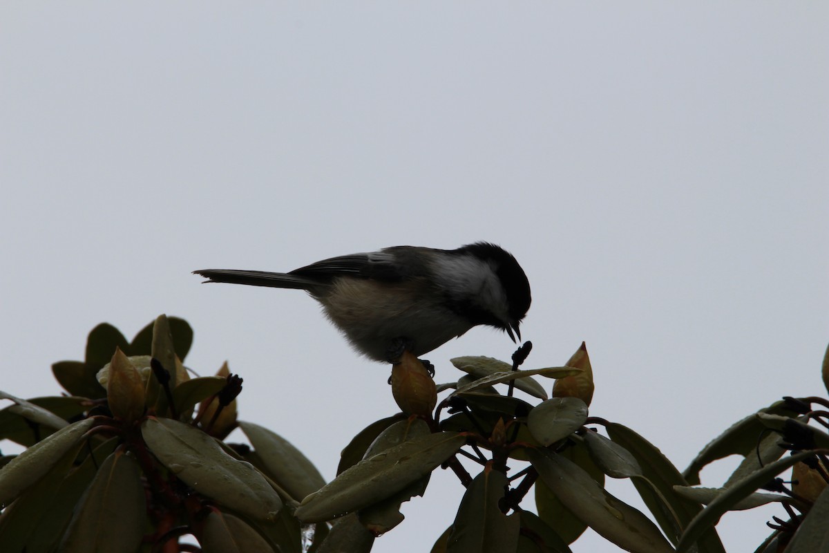 Black-capped Chickadee - ML630219354
