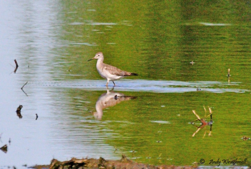 Lesser Yellowlegs - ML63021941