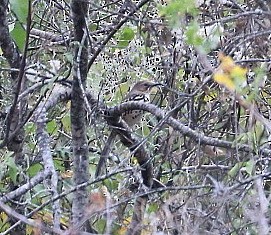 Ocellated Thrasher - ML630219420