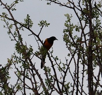 Black-vented Oriole - ML630219424