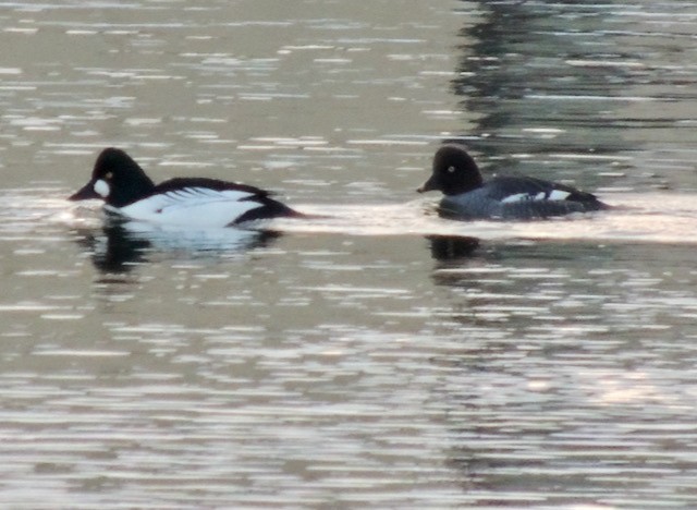 Common Goldeneye - ML630219536