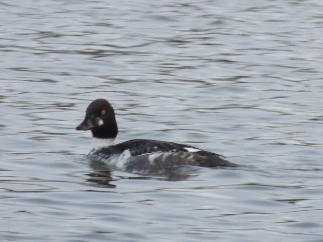 Common Goldeneye - ML630219537