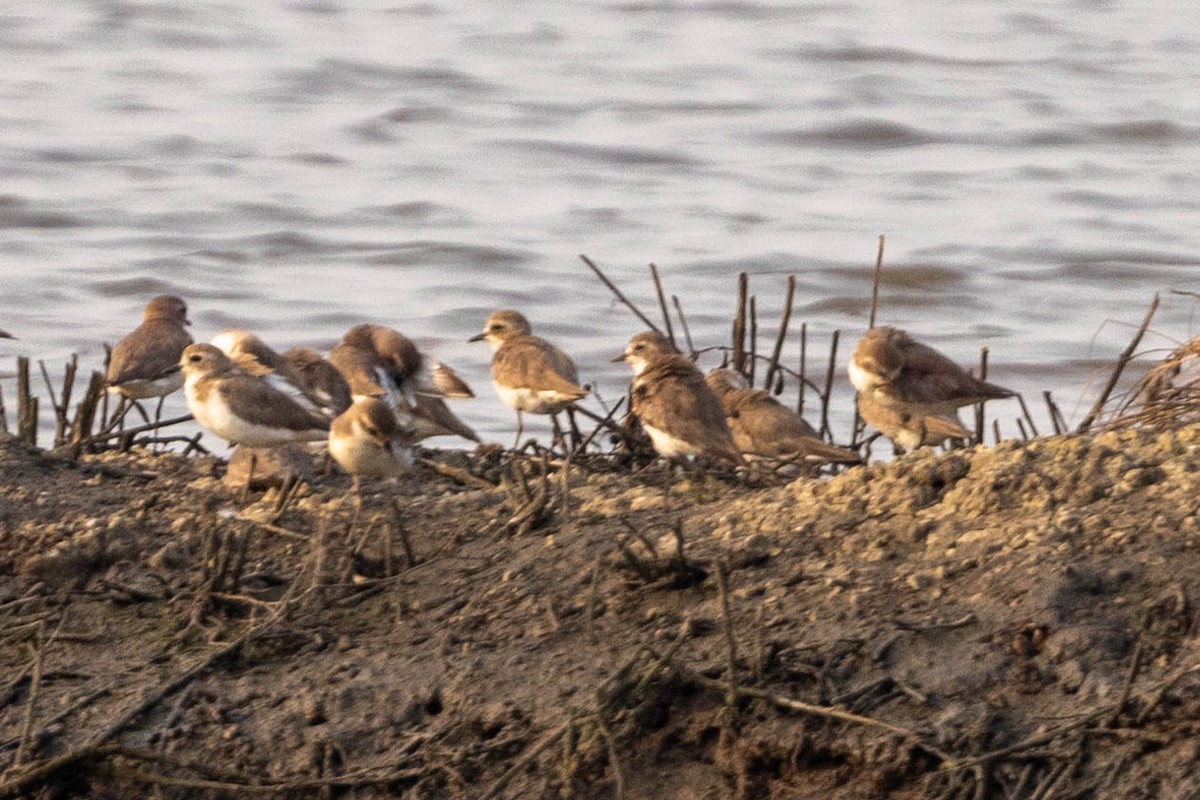 Tibetan Sand-Plover - ML630219599