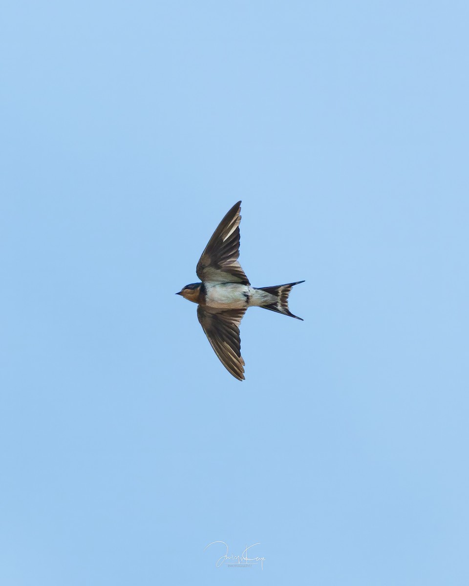 Barn Swallow - ML630219879