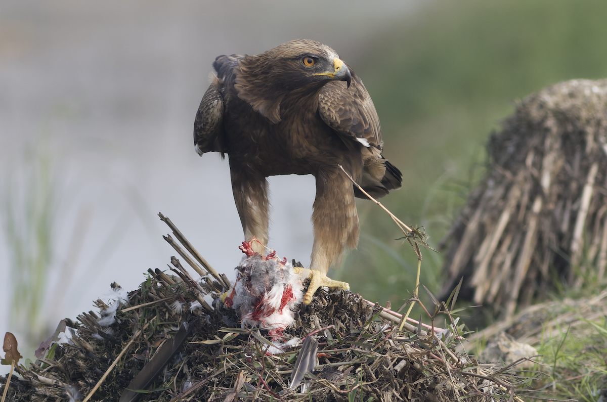 Booted Eagle - ML630220023