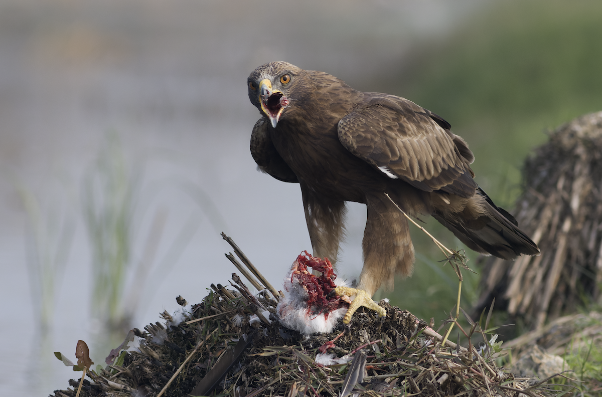 Booted Eagle - ML630220025