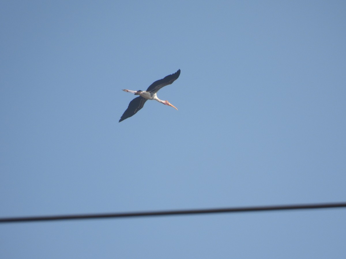 Painted Stork - ML630220050