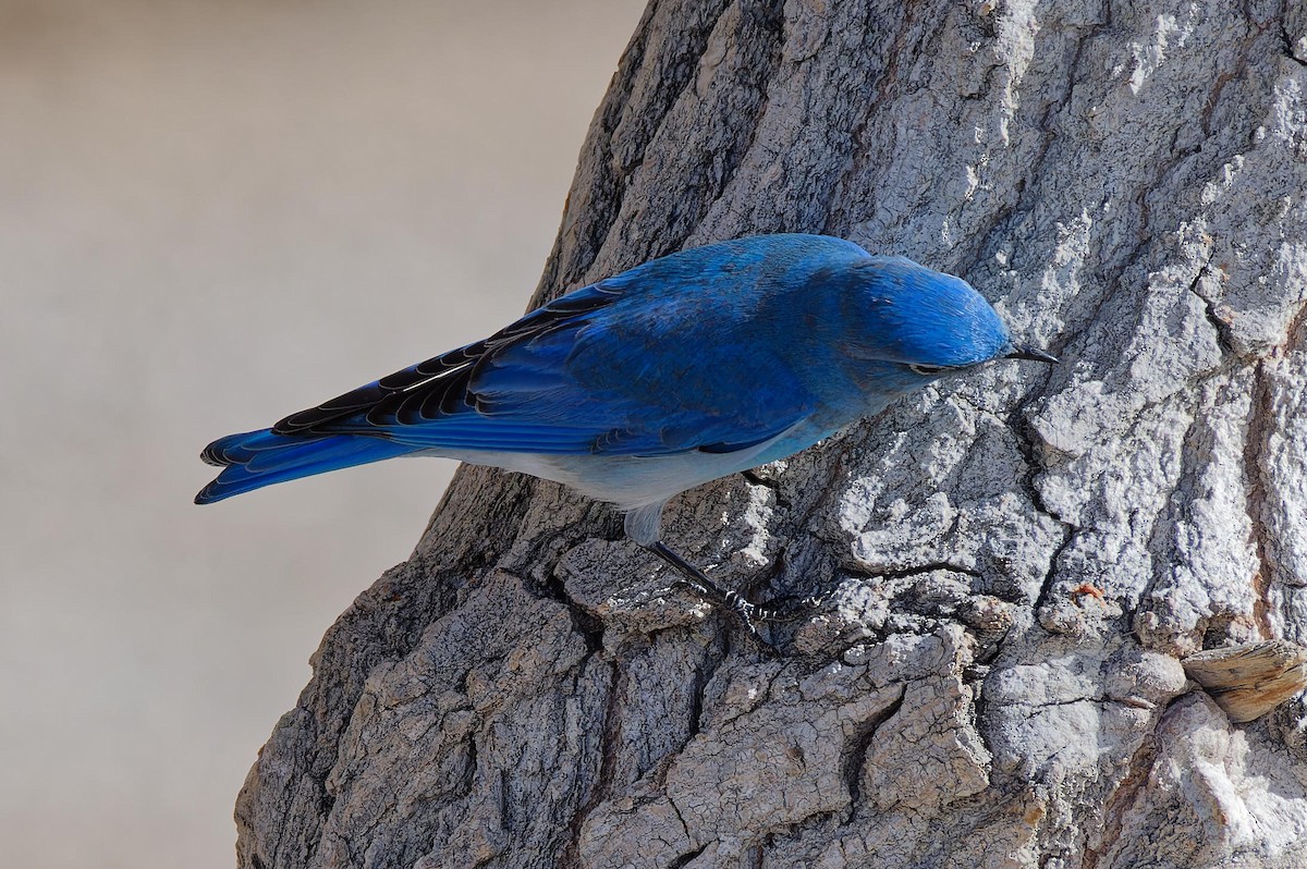 Mountain Bluebird - ML630220076