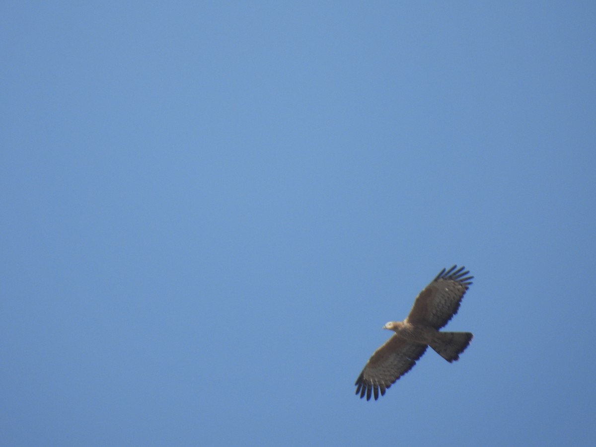 Oriental Honey-buzzard - ML630220077
