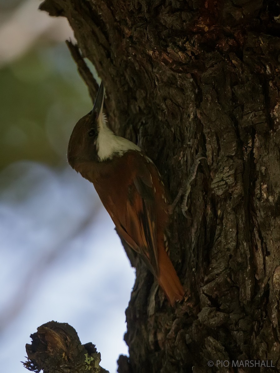 White-throated Treerunner - ML630220095
