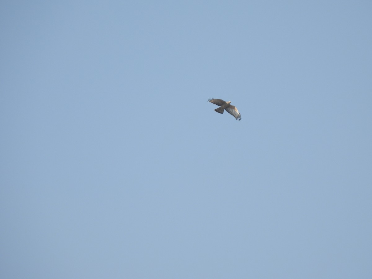 Oriental Honey-buzzard - ML630220107