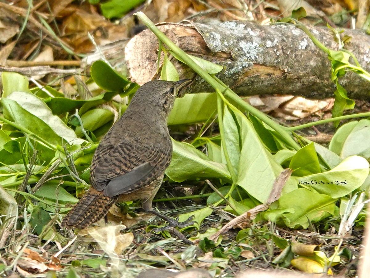 Southern House Wren - ML630220111