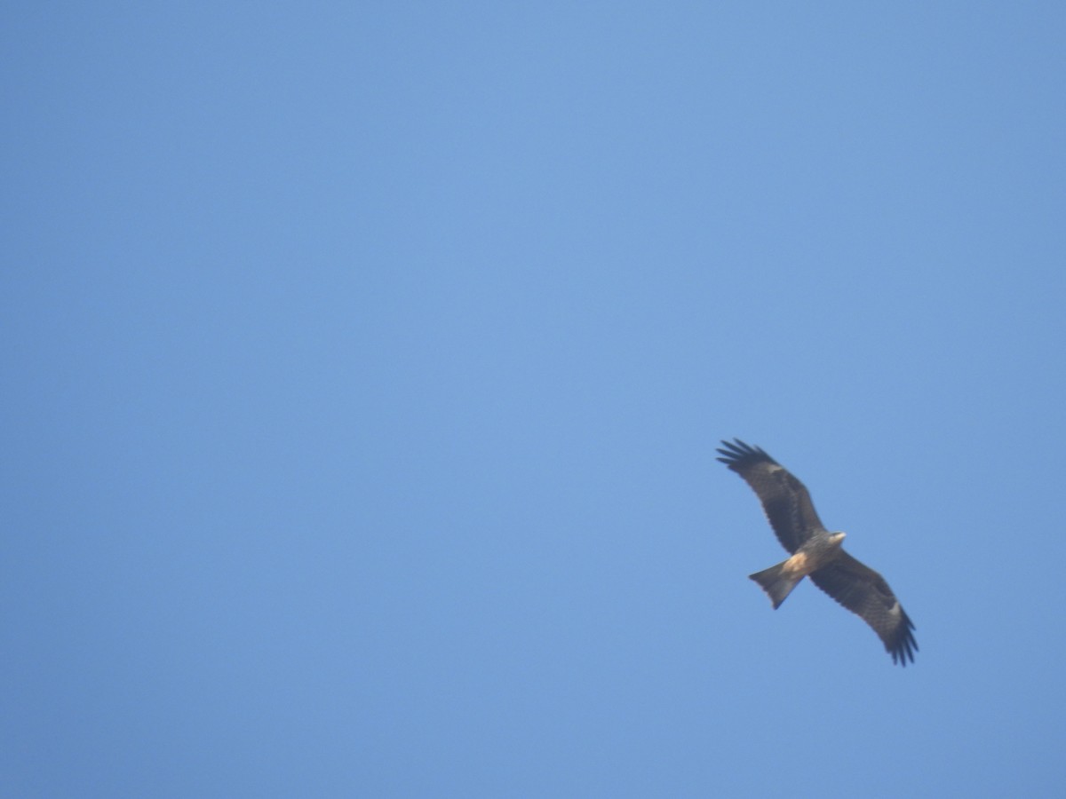 Black Kite - ML630220114