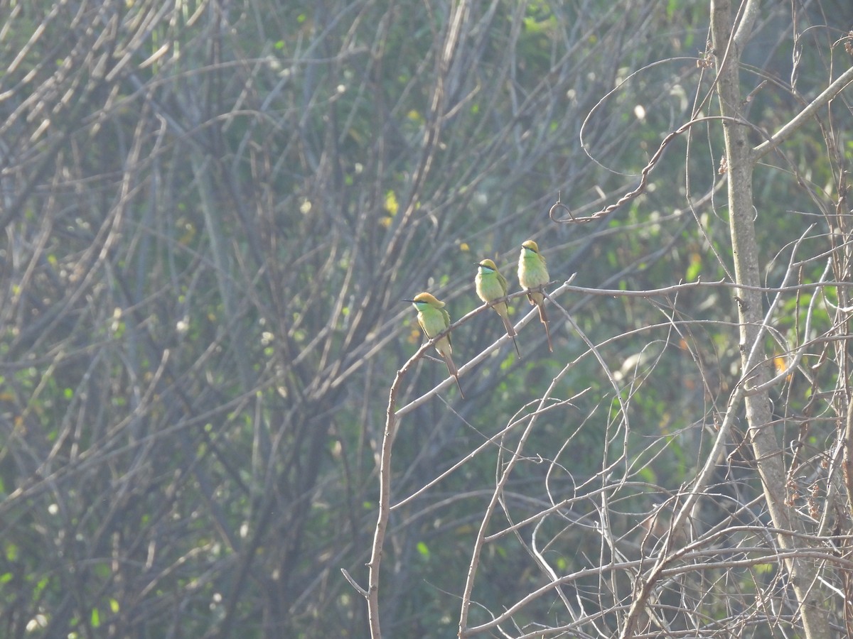 Asian Green Bee-eater - ML630220135