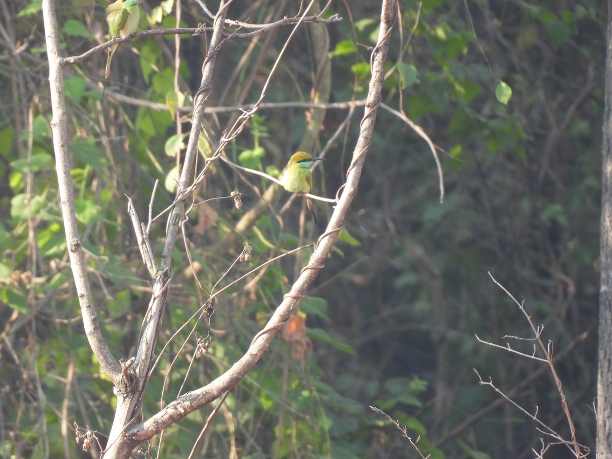 Asian Green Bee-eater - ML630220139