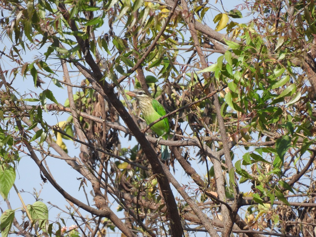 White-cheeked Barbet - ML630220154