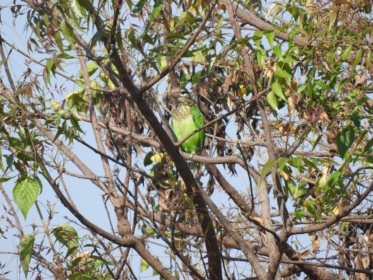 White-cheeked Barbet - ML630220164