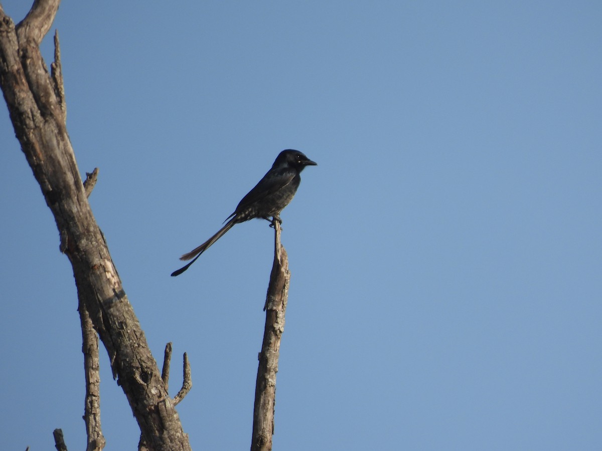 Black Drongo - ML630220186