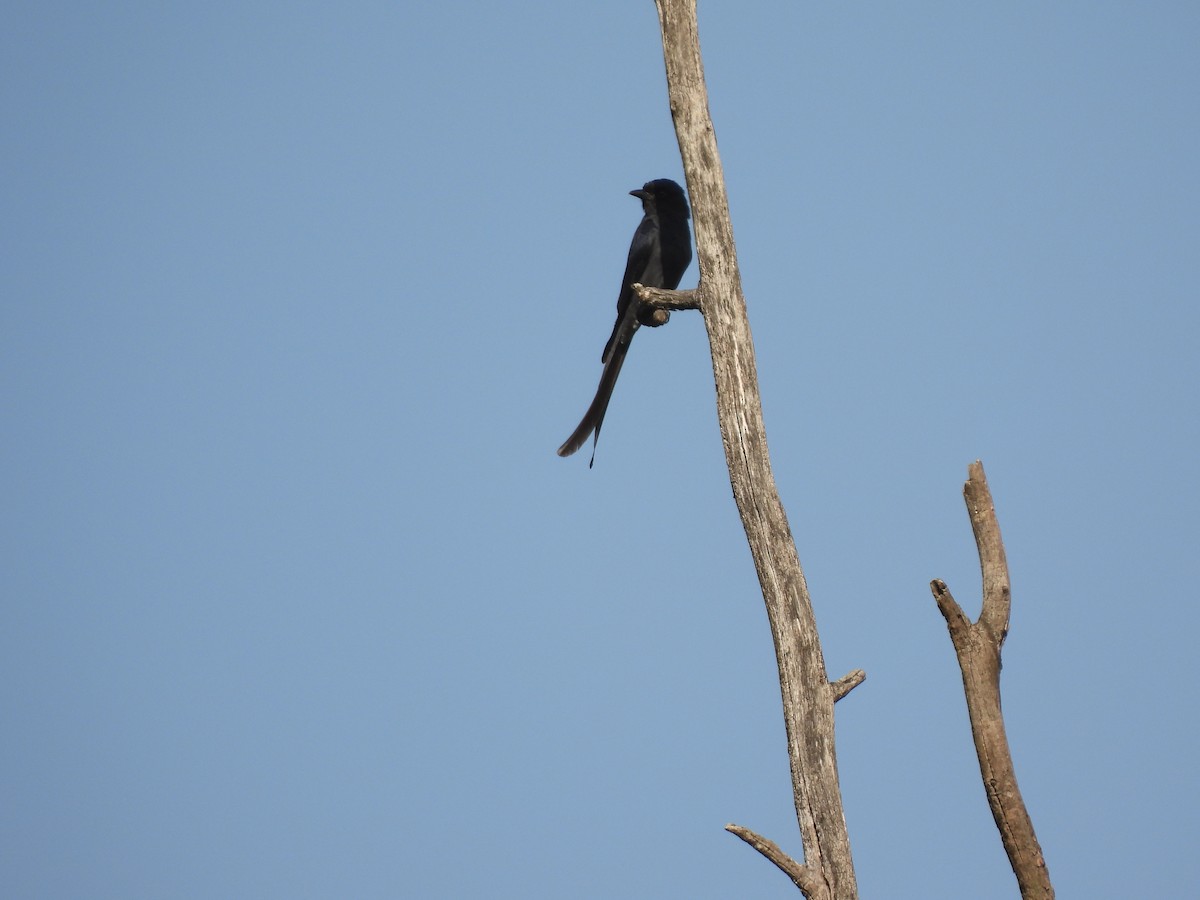 Ashy Drongo - ML630220209