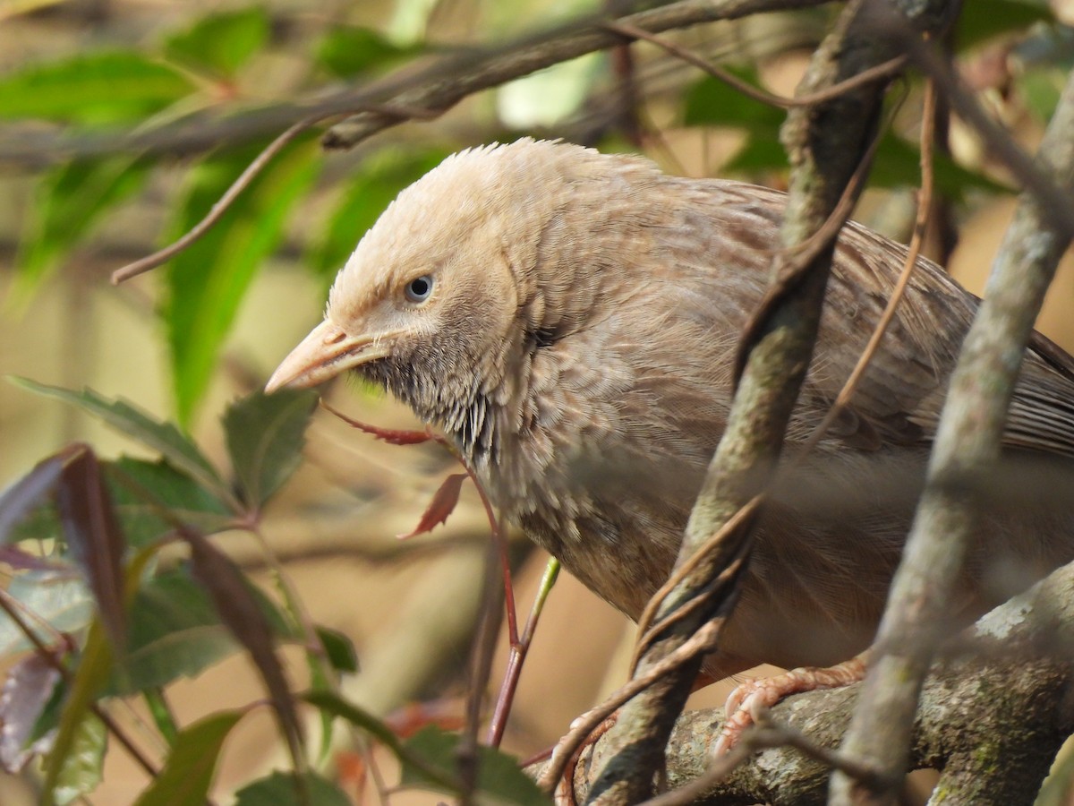 Yellow-billed Babbler - ML630220227