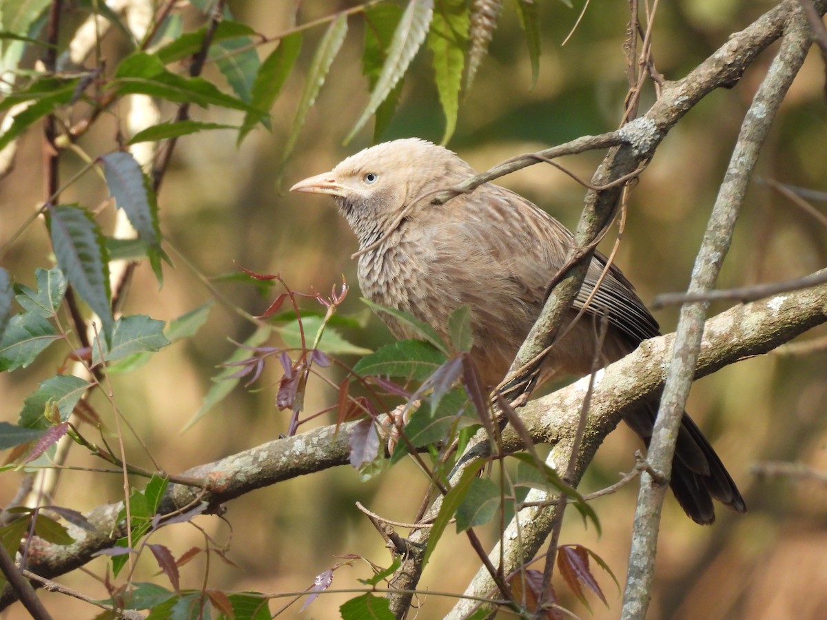 Yellow-billed Babbler - ML630220243