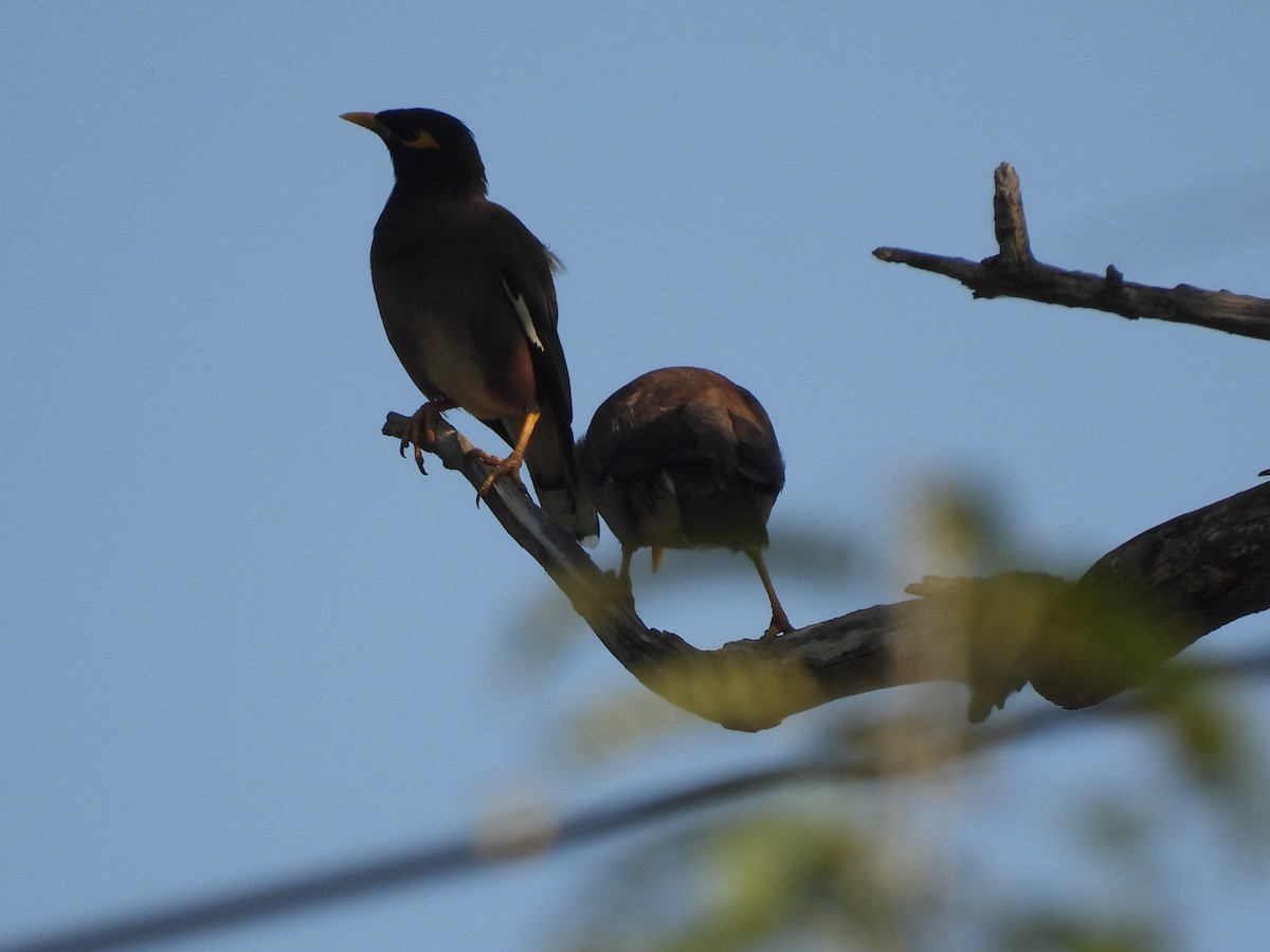 Common Myna - ML630220249