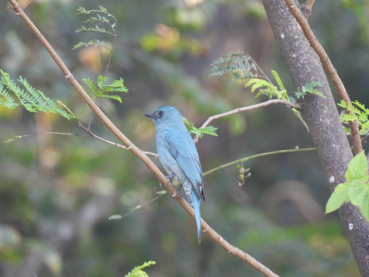 Verditer Flycatcher - ML630220278
