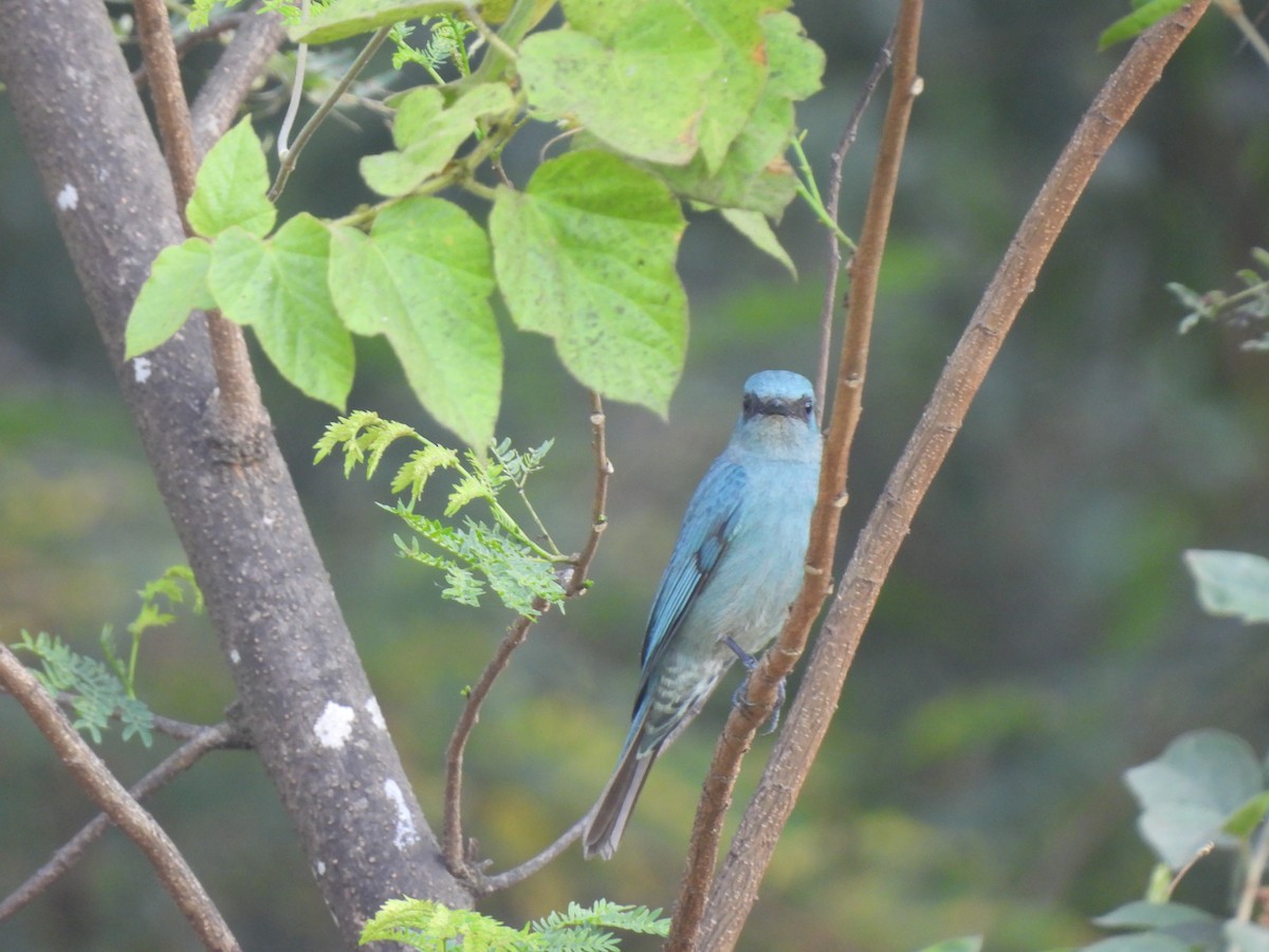 Verditer Flycatcher - ML630220297
