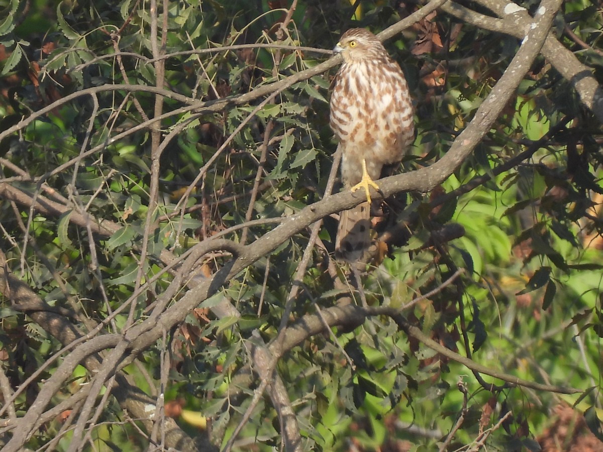 Shikra - ML630220492