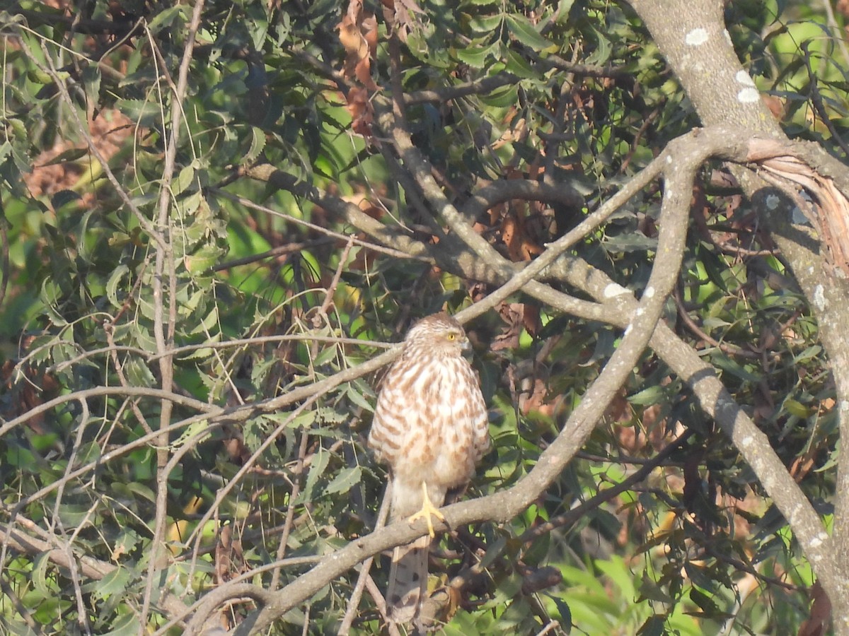 Shikra - ML630220507