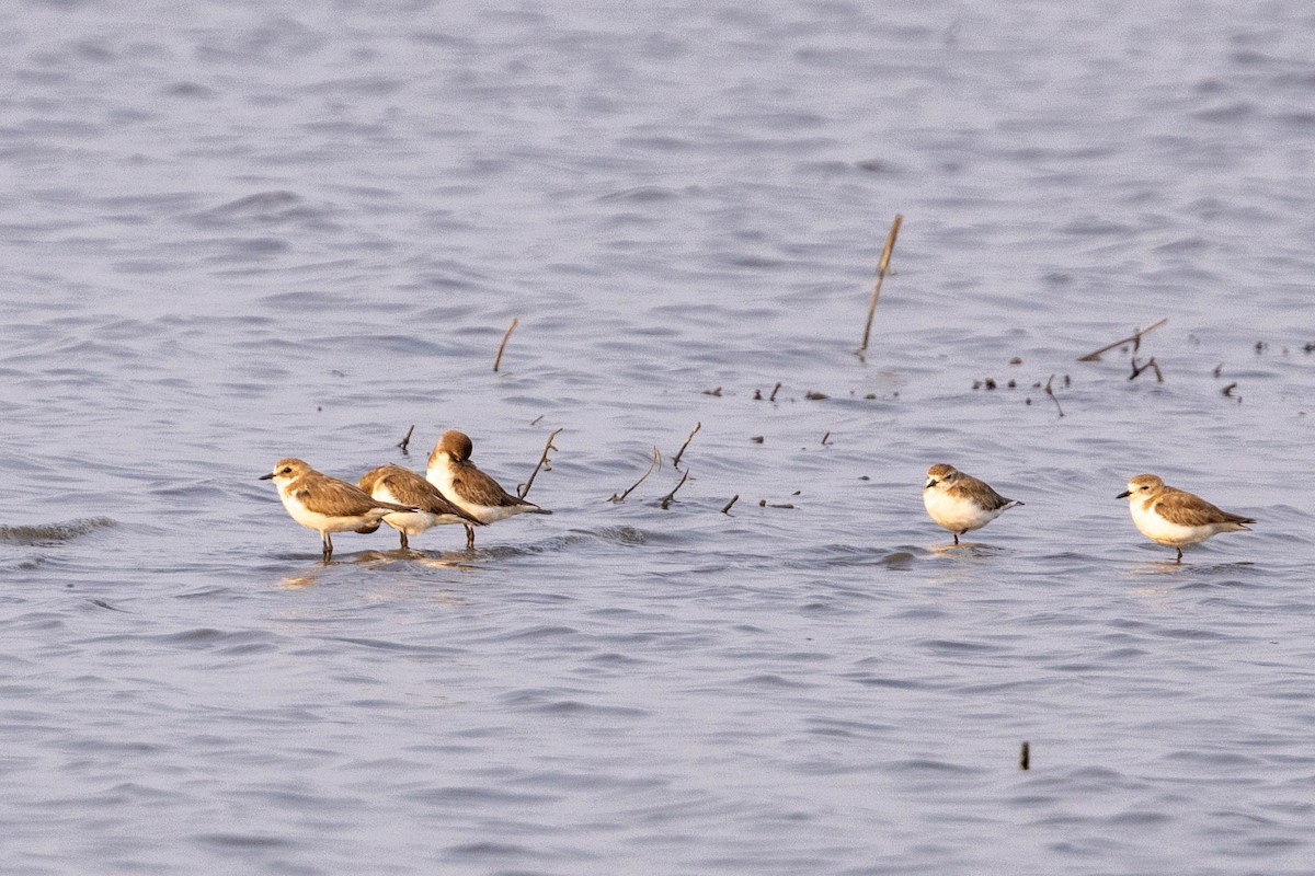 Tibetan Sand-Plover - ML630220509