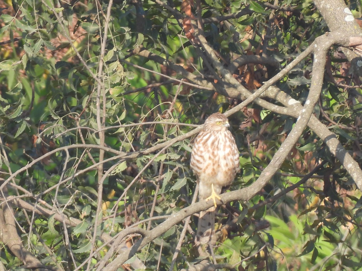 Shikra - ML630220519