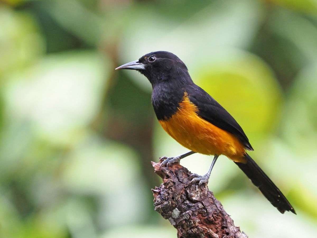 Montserrat Oriole - ML630220553