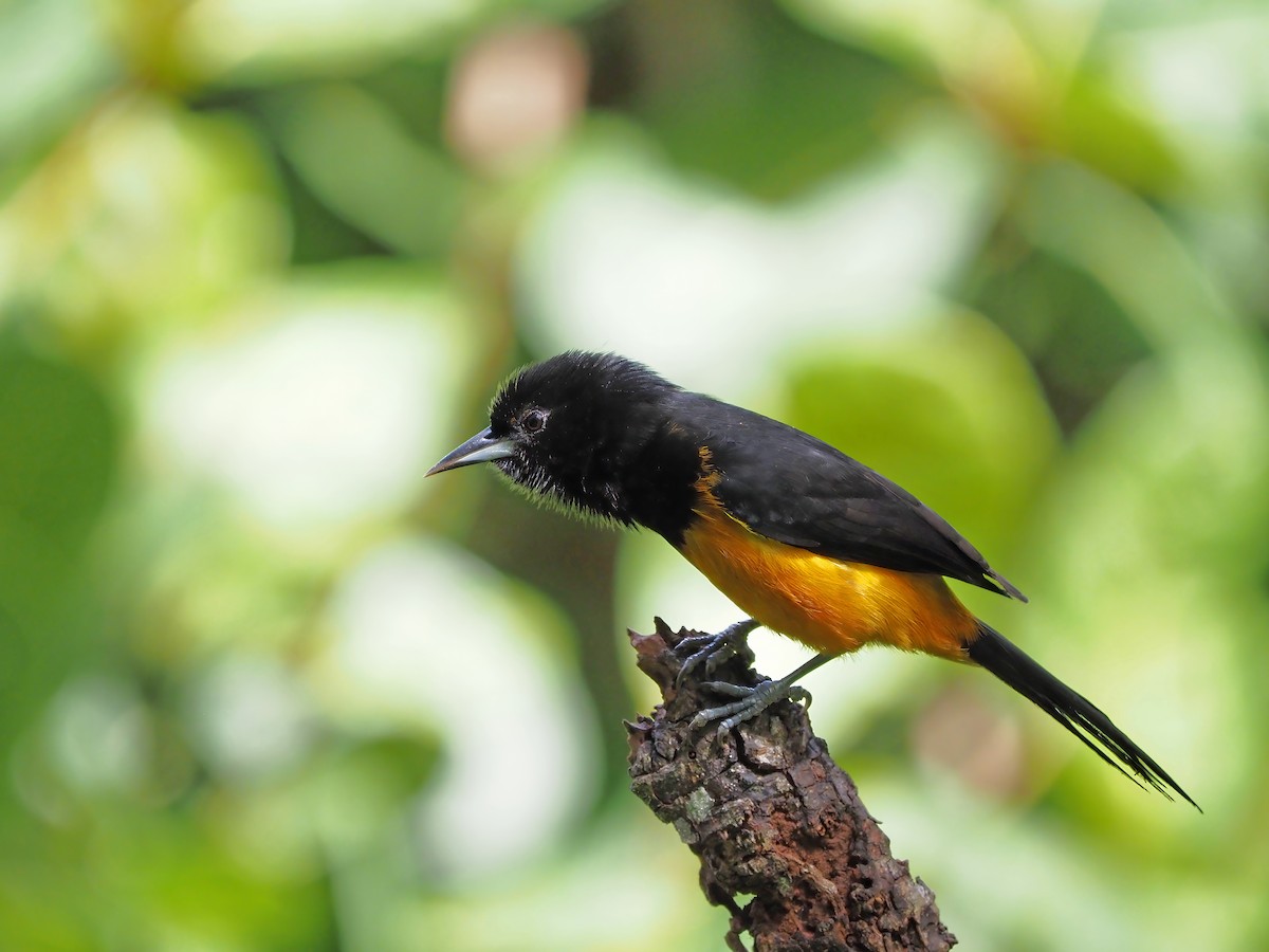 Montserrat Oriole - ML630220554