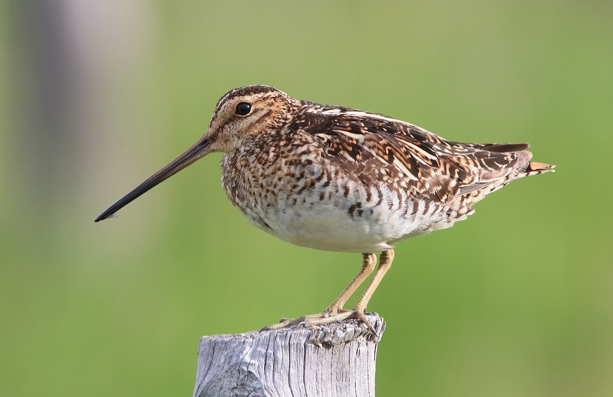 Wilson's Snipe - ML630220608