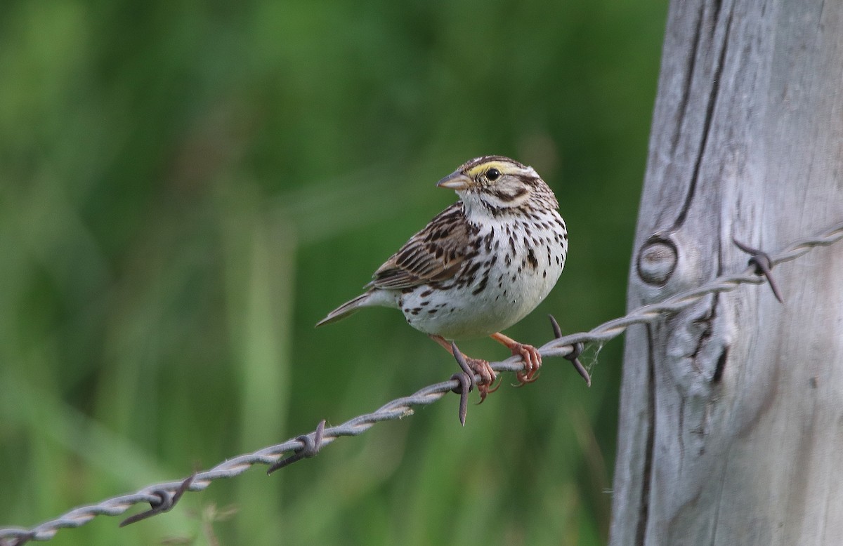 Savannah Sparrow - ML630220612